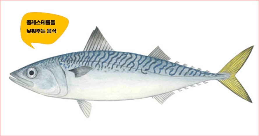 음식 종류 등 푸른 물고기